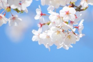 ソメイヨシノ（桜）