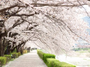 花見の桜