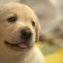 犬は一体いつから人間のパートナーなの？犬は犬種によって性格が違うから飼う時はしっかり学んで選ぼう！
