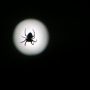 室内で見かけるクモは益虫？それとも害虫？人によって違う益虫にもなるし害虫にもなるクモ！