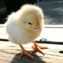 鶏を飼育して新鮮な卵を採取すればお得？鶏を飼育することのメリット・デメリットを考えてみよう！