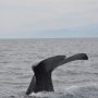 日本の捕鯨が批判されるのは一体どうしてなの？クジラの捕鯨について考えてみましょう！