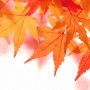 秋を楽しむことで生活が向上する！読書の秋、芸術の秋、食欲の秋、スポーツ秋を満喫しよう！