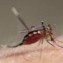 鬱陶しい蚊の撃退方法！蚊のことを知り家の周りの蚊を撃退しましょう！