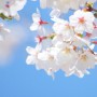 日本の象徴的ともいえる桜の代表格ソメイヨシノはクローンの木？！だからどこのソメイヨシノもＤＮＡが同じ？！