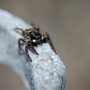 家の害虫の駆除にはクモがおすすめ！？家にいる小さなクモは大体「ハエトリグモ」です。